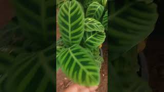 Goeppertia zebrina Plant care 🌿 how to grow Goeppertia zebrina Plant  गार्डन की देखभाल [upl. by Barna]