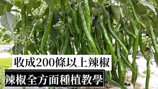 每棵可生200條以上的辣椒，長出又厚又長辣椒的種植教學  阿星種植 [upl. by Jens435]