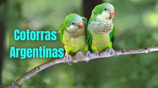 Cotorras Argentinas Cantando 😍🦜Canto de la Cotorra Argentina [upl. by Oribelle]