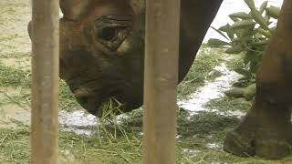 ヒガシクロサイ よこはま動物園ズーラシア 2017年11月23日 [upl. by Hploda136]