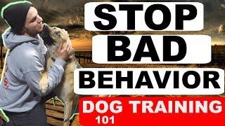 How to Understand and Train your Crazy German Shepherd Dogs 101 [upl. by Vigor354]