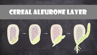 Cereal Aleurone Layer  Plant Physiology [upl. by Ailenroc]