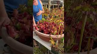 How are the Sarracenia purpurea growing [upl. by Symer]