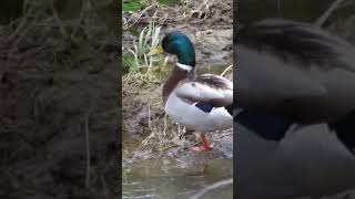 Male ducks make a  “rasping sound”  Males do not quack Only female ducks quack🦆🦆🦆🦆🦆 [upl. by Ninerb]