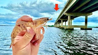 Tossed a LIVE Shrimp under this BRIDGE and Caught THIS Catch Clean Cook [upl. by Uzial]