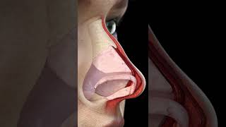 NEOM Clinic Animation Rhinoplasty Transformation [upl. by Hbaruas36]