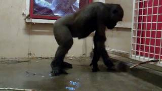 Break Dancing Gorilla at the Calgary Zoo [upl. by Tal]