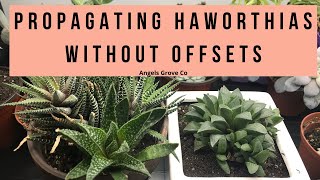 The Secret to Propagating Haworthia Succulents Fast No Offsets Needed  Angels Grove Co [upl. by Ennayrb9]