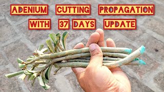 How to grow Adenium from cuttings Adenium cutting propagation [upl. by Gregrory649]