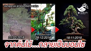 Juniperus procumbens nana Bonsai 1 by บอนไซ ไม้จิ๋ว [upl. by Assirod]