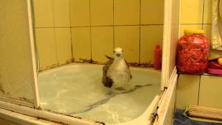 Funny sea gull taking a bath [upl. by Guthry]