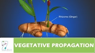 VEGETATIVE PROPAGATION [upl. by Otrebire536]