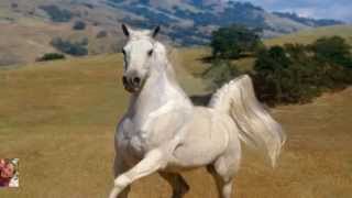 Cuento para pensar y tener en cuentaHistoria del caballo blanco Ed Susanalake [upl. by Jordans913]