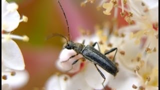 Grammoptera ruficornis  Longhorn Beetle  Bockkäfer [upl. by Katleen234]