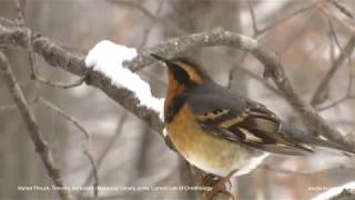 Varied Thrush [upl. by Hnao]