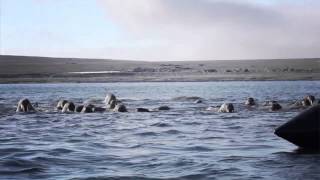 Silversea Expeditions  Arctic [upl. by Gnel]