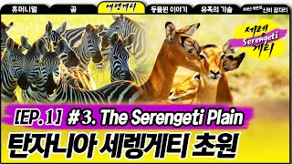 The Serengeti Plain in Tanzania  Wildlife in Serengeti EP01 03 탄자니아 세렝게티 초원 [upl. by Teodorico]