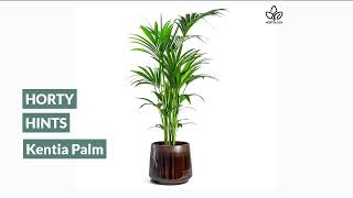 Howea Kentia Palm Houseplant Care Tips [upl. by Attekahs]