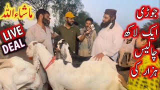 Live Deal  bakra mandi 2024  cow mandi 2024  भारतीय बकरा मंडी 2024  bakra mandi 2024 [upl. by Inwat]