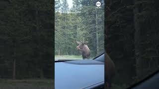 Moose flees from grizzly bear at Montana campground [upl. by Rube]