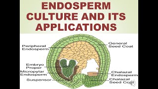 ENDOSPERM CULTURE AND ITS APPLICATIONS [upl. by Snowman713]