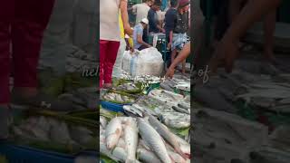 Bangladesh’s largest wholesale fish market Chattagram [upl. by Alleon]