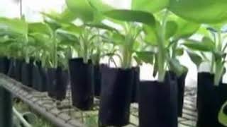 ടിഷ്യു കൾച്ചർ  Tissue culture II Science Malayalam ll ILLIAS PERIMBALAM [upl. by Eseuqram860]