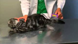 FURminator deShedding Tool for Cats [upl. by Lirpa546]