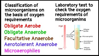 Obligate Aerobe  Obligate Anaerobe  Facultative Anaerobe  Aerotolerant Anaerobe Microaerophiles [upl. by Anelle]