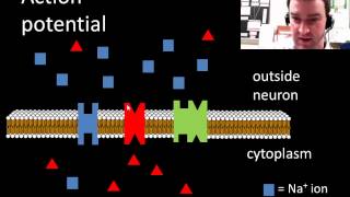 Neuron action potentials [upl. by Erolyat]