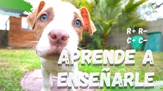 CONDICIONAMIENTO OPERANTE en Adiestramiento Canino◄ [upl. by Ailec572]