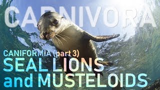 CARNIVORA III  Caniformia part3  Sea lions and Musteloids 🦡 [upl. by Dowell]