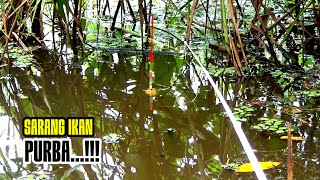 Terbukti Nyata Pemancing Liar Baru Pertama Buka Spot Di Huni Segerombolan Ikan Purbakala [upl. by Dadinirt]