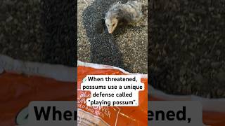 How Possums Outsmart Their Enemies [upl. by Pandora725]