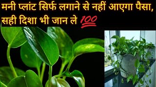 मनी प्लांट को रखने की सही दिशा नहीं जानते हैं तो जान ले☘️GardeningwithVarsha moneyplant youtube [upl. by Nauqit]