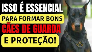 Como Formar Bons Cães de Guarda e Proteção  Marcio Cerqueira [upl. by Eamanna]