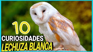 LECHUZA de CAMPANARIO o Común 🔔🦉 10 Datos y Curiosidades del búho mas bonito Tito alba DOCUMENTAL [upl. by Ardnohsed]