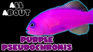 All About The Purple Pseudochromis or Purple Dottyback [upl. by Frum980]