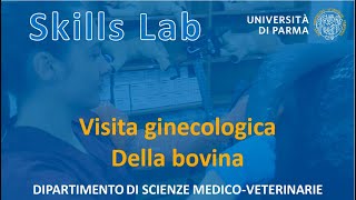 Visita ginecologica della bovina  Skills Lab UNIPR [upl. by Watson]