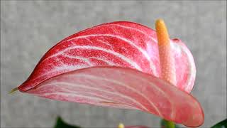 Anthurium plant or Flamingo Flower  Anthurium Livium [upl. by Suiramad]