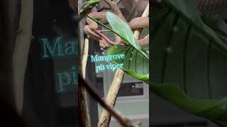 Mangrove pit viper newly on exhibit venomous snake reptile trimeresurus pitvipers [upl. by Anined]