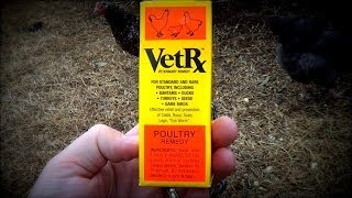 Backyard Chickens  Respiratory Disease  VetRx [upl. by Grane]