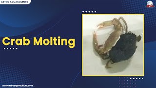 Crab Molting process [upl. by Tini907]