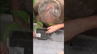 Conseils jardinage Pothos scindapsus Comment faire une boutureshortsyoutube [upl. by Calle]