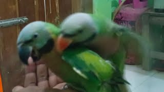 how to breed a pear of parrots in the room [upl. by Rocca]