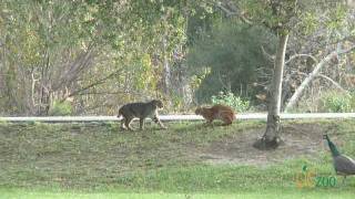 Wild bobcats in Irvine Regional Park [upl. by Ttehc]