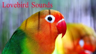 love birds sounds [upl. by Nannette]