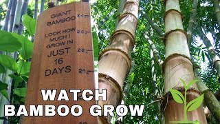 The Amazing Growth of Bamboo How Fast Does Bamboo Grow [upl. by Herr]