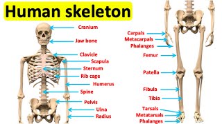 The skeletal system 🦴  Bones of the human body [upl. by Enajaras]