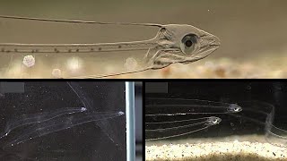 A Strange Transparent Fish  The Leptocephalus  Glass Fish  Colorless Eel Fish  Miracle of God [upl. by Aenad]